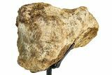 Dinosaur (Triceratops) Frill Shield Section w/ Stand - South Dakota #378586-3